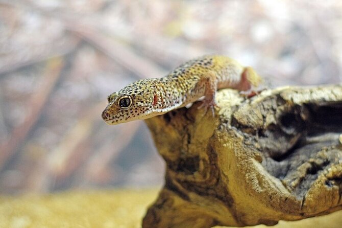 Corfu Aquarium Ticket with Tour Included - Choosing a Morning or Afternoon Slot