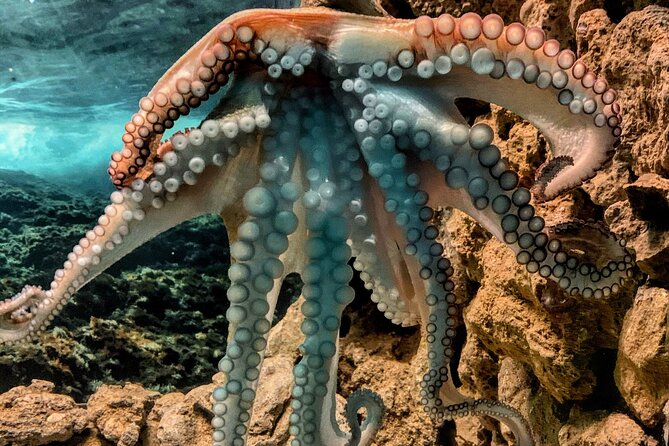 Corfu Aquarium Ticket with Tour Included - Language and Guide Time: English Help from James