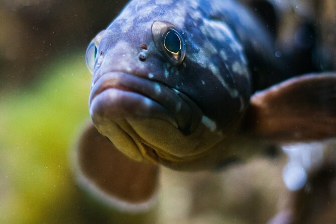 Corfu Aquarium Ticket with Tour Included - Practical Tips for Your Visit Near Palaiokastritsa