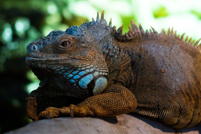 Corfu Aquarium Ticket with Tour Included - Reptile House: International Reptiles and Amphibians