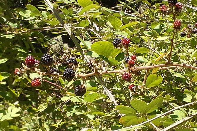 Corfu Countryside Hiking Tour - Price and value: what $42.01 buys you in real terms