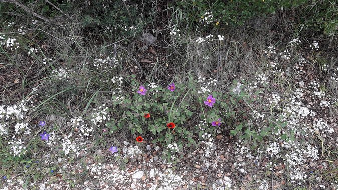 Corfu from Above: Hiking at the Highest Peak of Corfu - Stopping for snacks: what’s included and when it matters