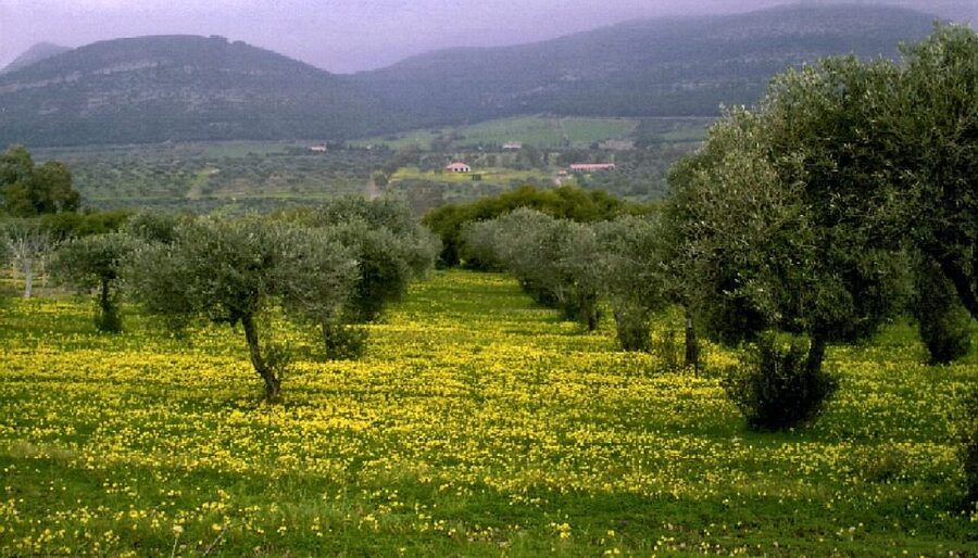 Corfu: Hiking in Olive Groves,Village,Sunset,with Swim Stop - Timing, Transfers, and What to Bring (So You Don’t Regret It)