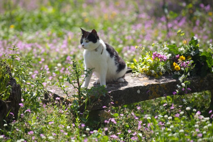 Corfu: Organic Olive Oil Farm Tour with Transfer and Tasting - Key highlights to look forward to