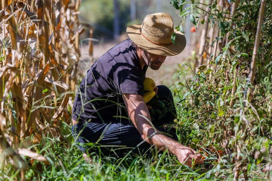 Corfu: Organic Olive Oil Farm Tour with Transfer and Tasting - Small Group Size: Why 8 People Makes It Better