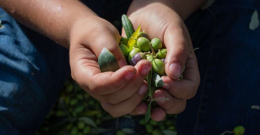 Corfu: Organic Olive Oil Farm Tour with Transfer and Tasting - Price and Value: Does $101 Make Sense?