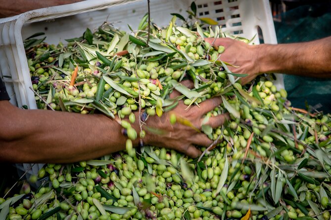 Corfu Organic Olive Oil Tasting at Family Farm - How the Corfu farm day fits your morning