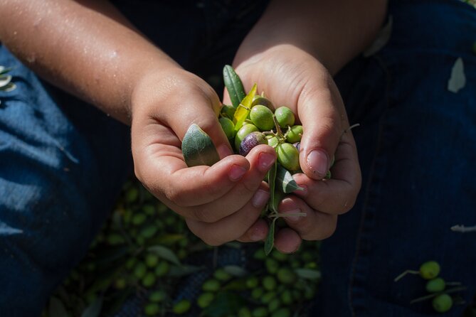 Corfu Organic Olive Oil Tasting at Family Farm - Olive oil tasting that connects to the grove