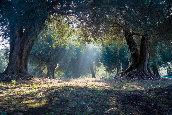 Corfu Organic Olive Oil Tasting at Family Farm - Entering Dr. Kavvadia’s Organic Farm and seeing what harvest means