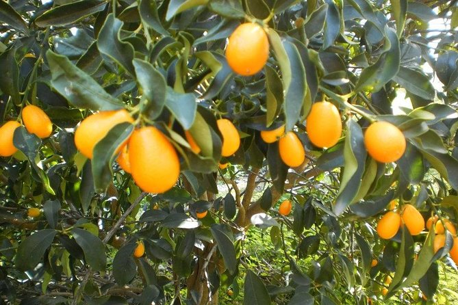 Taste of Corfu Town - Where This Walk Really Shines: Corfu Town Orientation
