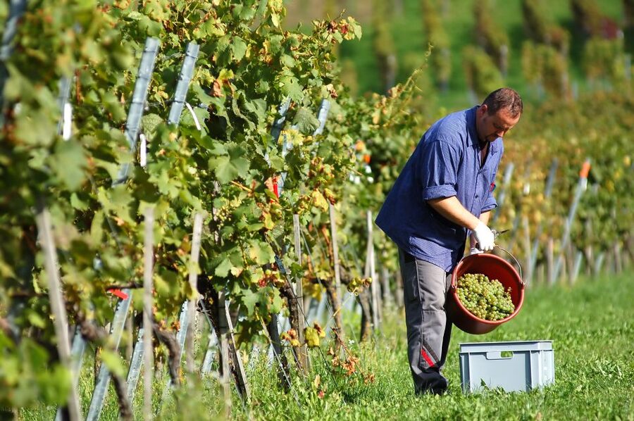 Vineyard Sips: Family Winery Tour & Gourmet Tasting in Corfu - Estate Walk: Getting Oriented Before You Taste