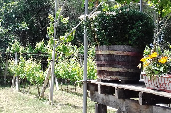 Wine Tour and Olive Tasting- Small Group Tour - A small-group Corfu mix: wine, olives, and Old Town walking