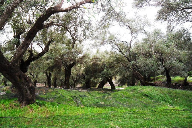 Wine Tour and Olive Tasting- Small Group Tour - Theotoky Estate: wine tasting plus olive oil education